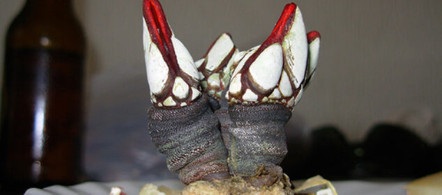 El pene más grande del mundo