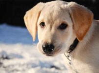 Nombres de perros de películas para nuestra mascota