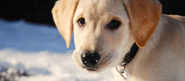 Nombres de perros de películas para nuestra mascota