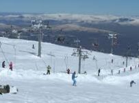 Nombres para perros de peluche ejemplos de todo tipo