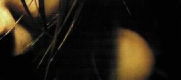 Nombre de aves exóticas del mundo y sus características