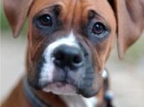 Las mejores razas de perro Las mejores razas de perro