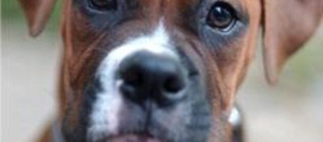 Las mejores razas de perro