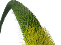 Las mejores hierbas medicinales