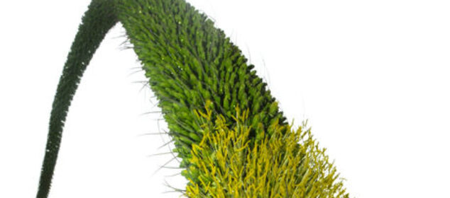 Las mejores hierbas medicinales Las mejores hierbas medicinales