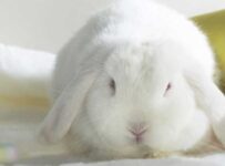 Nombres para conejas blancas ingeniosos y con significado