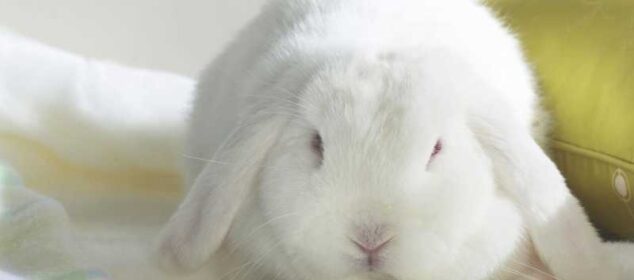 Nombres para conejas blancas ingeniosos y con significado