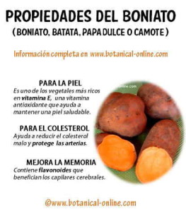 Propiedades_boniato