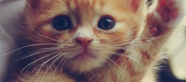 Razas de gatos amigables y sus características