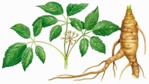 ginseng1