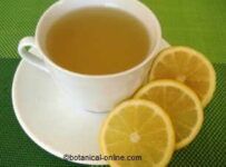 Las mejores infusiones Las mejores infusiones