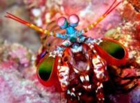 Las mejores especies de peces