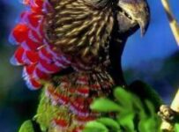 Las mejores especies de loros Las mejores especies de loros