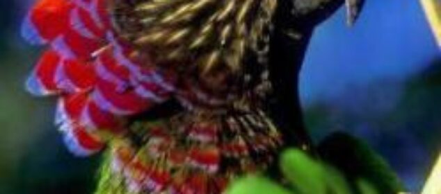 Las mejores especies de loros Las mejores especies de loros