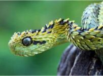 Las mejores especies de serpientes Las mejores especies de serpientes