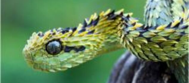 Las mejores especies de serpientes