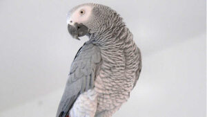 Nombre de loros que hablan