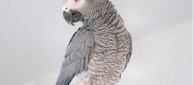 Nombre de loros que hablan y sus características