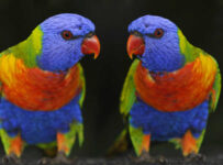 Nombres bonitos para loros con su significado