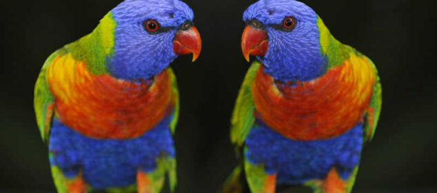 Nombres bonitos para loros con su significado