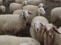 Nombres de razas de ovejas lecheras y sus características