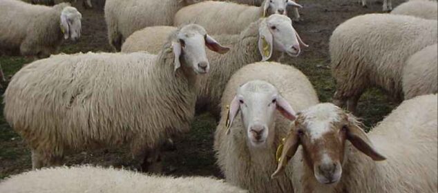 Nombres de razas de ovejas lecheras y sus características