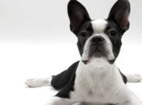 Nombres de razas de perros pequeños ideales como mascotas