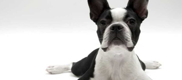 Nombres de razas de perros pequeños ideales como mascotas