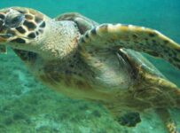 Nombres de tortugas marinas y sus características