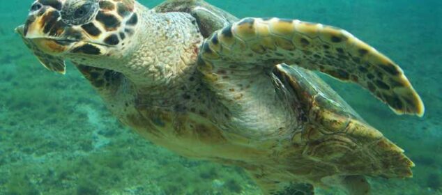 Nombres de tortugas marinas y sus características