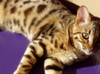 Nombres egipcios para gatos machos y su significado