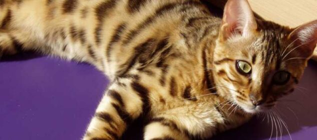 Nombres egipcios para gatos machos y su significado Nombres egipcios para gatos machos y su significado