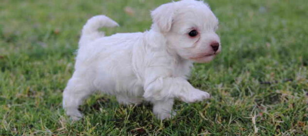 Nombres de razas de perros cariñosas y sus características