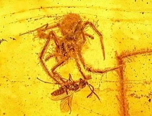a98555_fossil_1-spider-attack