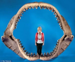 a98555_fossil_3-megalodon (1)
