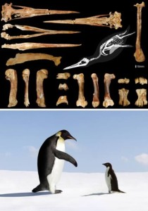 a98555_fossil_5-penguin