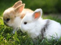 Conejos como mascotas para niños razas ideales