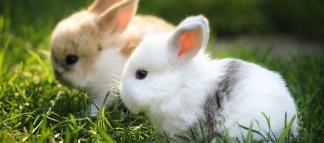 Conejos como mascotas para niños razas ideales