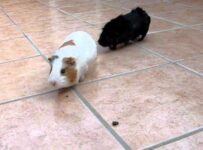 Clases de cobayas recomendadas como mascotas