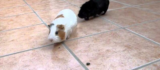 Clases de cobayas recomendadas como mascotas Clases de cobayas recomendadas como mascotas