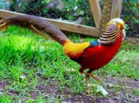 Nombre de aves exóticas del mundo y sus características