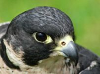 Nombre de aves rapaces características y hábitat