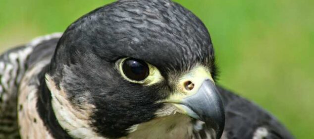 Nombre de aves rapaces características y hábitat Nombre de aves rapaces características y hábitat