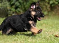 Nombre de perros machos originales con su significado