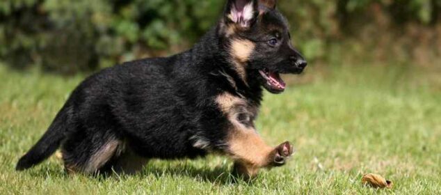 Nombre de perros machos originales con su significado