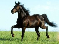 Nombre de razas de caballos y sus características