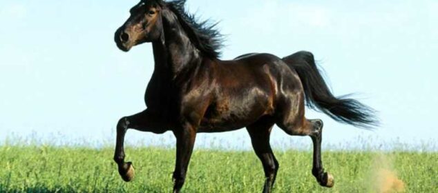 Nombre de razas de caballos y sus características Nombre de razas de caballos y sus características