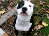 Nombres para perros pitbull junto a su significado