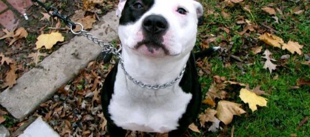 Nombres para perros pitbull junto a su significado Nombres para perros pitbull junto a su significado