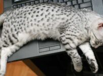 Nombre de razas de gatos pequeños